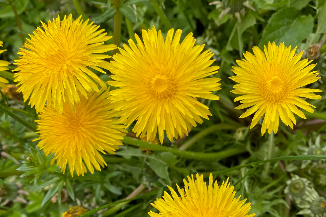 Dandelion: The Weed That Started BumbleBalm
