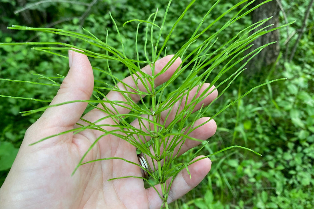 Horsetail: The Scouring Rush Behind TWO-FOUR Beard Oil