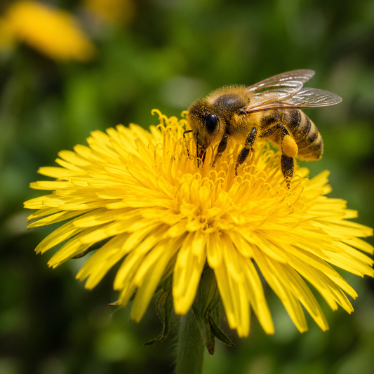 Low-Mow Spring: Why Delaying Lawn Mowing Helps Pollinators