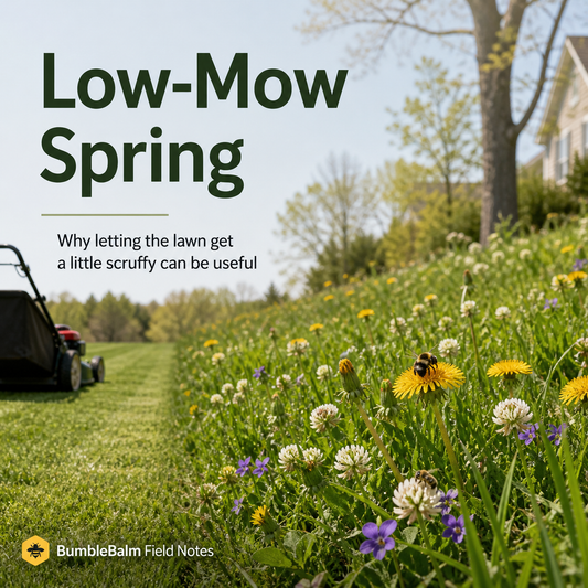 Low-Mow Spring: Why Letting the Lawn Get a Little Scruffy Can Be Useful
